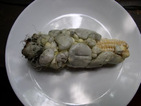Kukoricakorpa gomba spórák