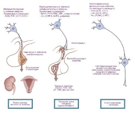 Hipotalamuszban.  A hypothalamus háromféle neuroszekréciós sejtje.