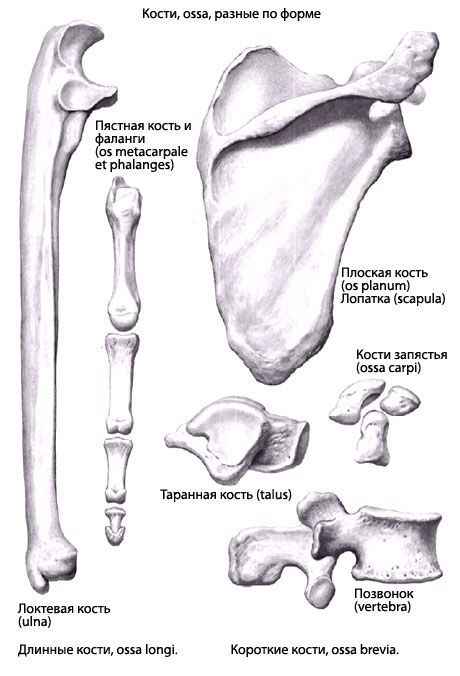 A csontok típusai