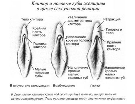 Clitoris közösülés közben