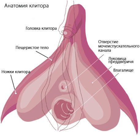A csikló anatómiája