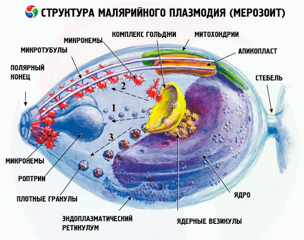 A malária plazmodium skizogóniájának stádiumai. Az enterobiasis átvitt