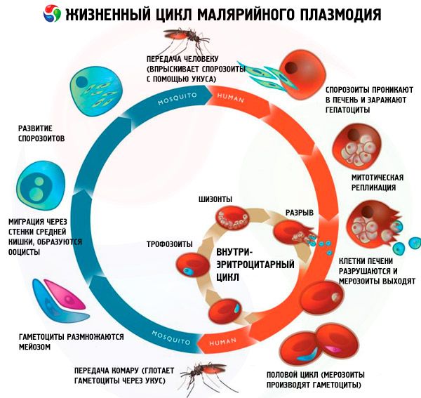 Malariális plazmodium: szakaszok, fajok, fejlődési mintázat