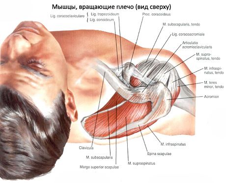 Supraspinatus és infraspinatus izmok