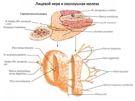 Parotid nyálmirigy