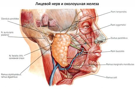 Parotid nyálmirigy