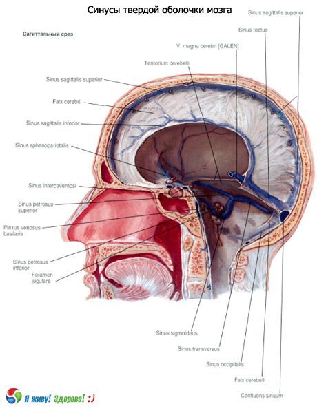 Az agy szilárd membránjának sinusza (sinusza)