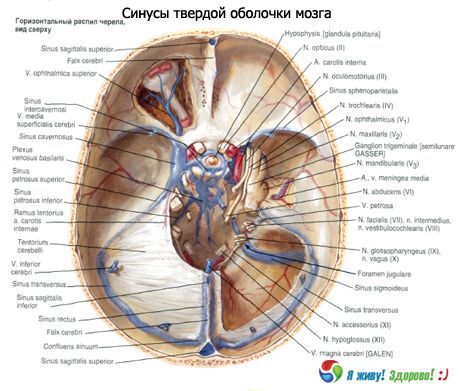 Az agy szilárd membránjának sinusza (sinusza)
