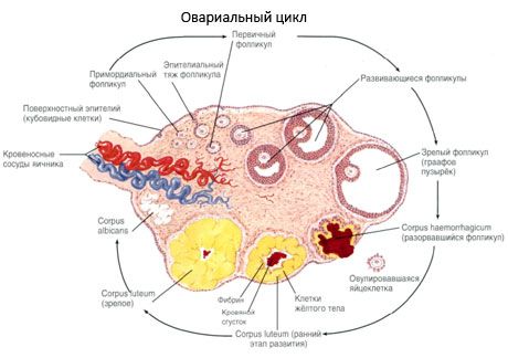 Oogenezis. Menstruációs ciklus