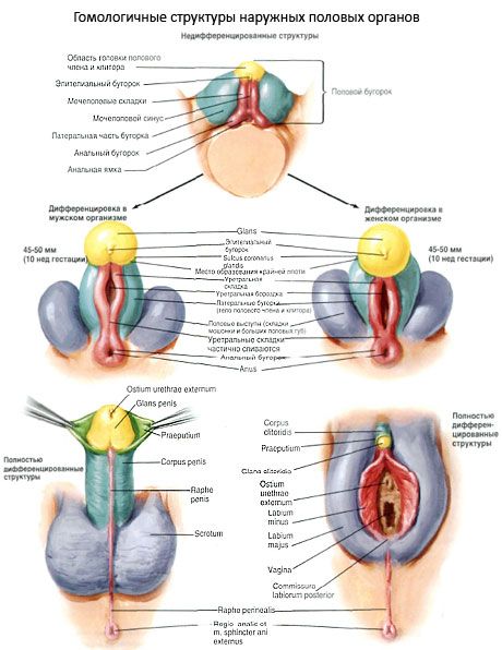A külső nemi szervek homológ struktúrái