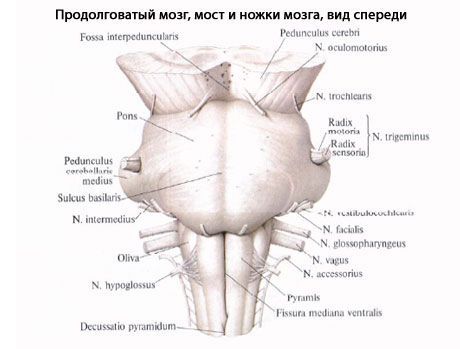 Oblong Brain