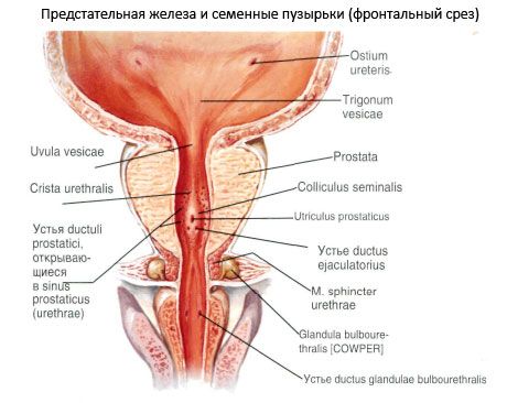 Prosztata (prosztata mirigy)
