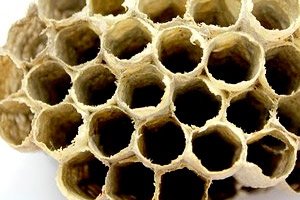 propolis a cukorbetegségben zsibbadás az ujjak, ha cukorbetegség kezelésének