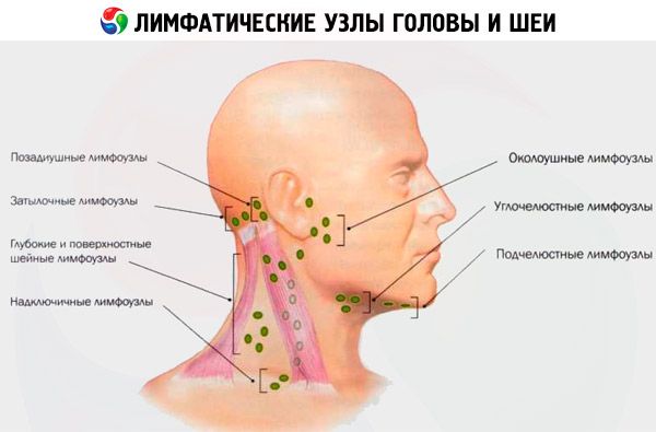 nyaki submandibularis maxilláris nyirokcsomók parazitózis helmintikus inváziók