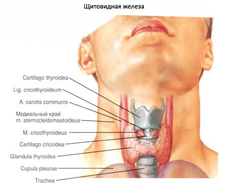 A pajzsmirigy (glandula thyroid)