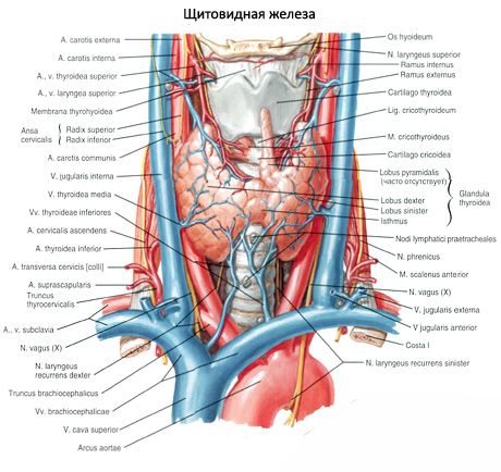 A pajzsmirigy (glandula thyroid)