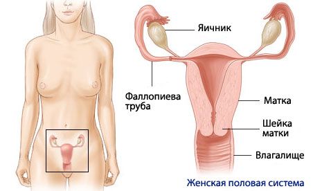 női orgazmus anatómiája