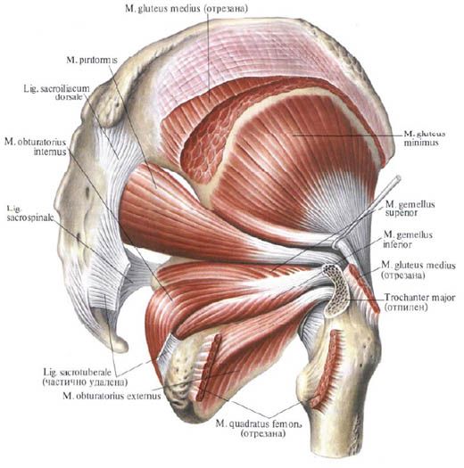 Gluteus izmok (mediális gluteus izom)