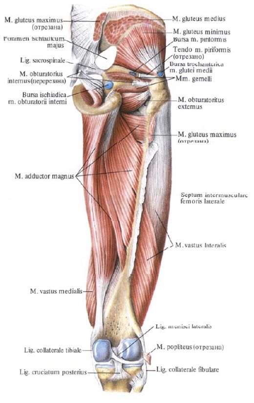 Gluteus izmok (kis gluteus izom)