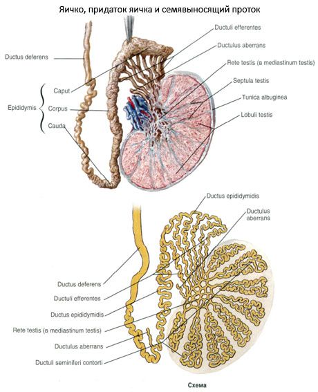 A férfi nemi szervek anatómiája